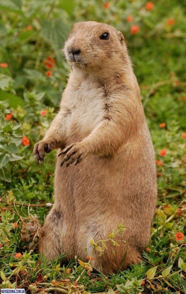 Прикольные картинки (125 фото)