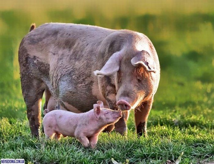 Прикольные картинки (125 фото)