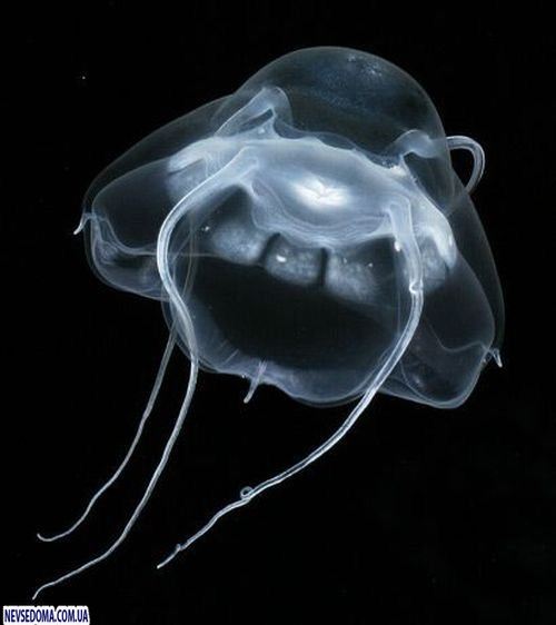 Прикольные картинки (125 фото)