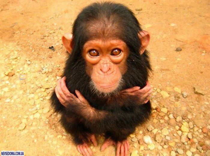 Прикольные картинки (125 фото)