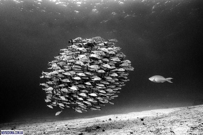 Прикольные картинки (176 фото)