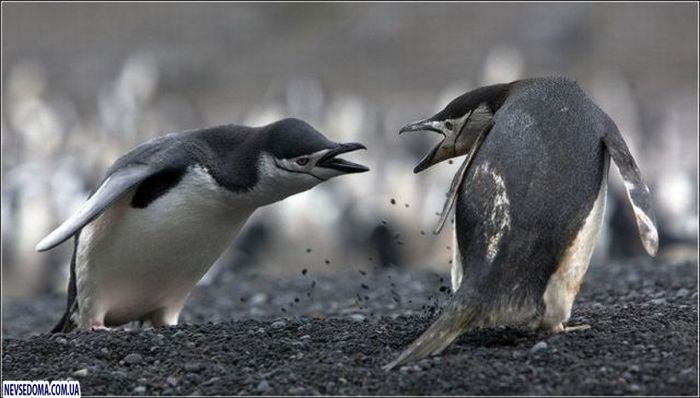 Прикольные картинки (176 фото)