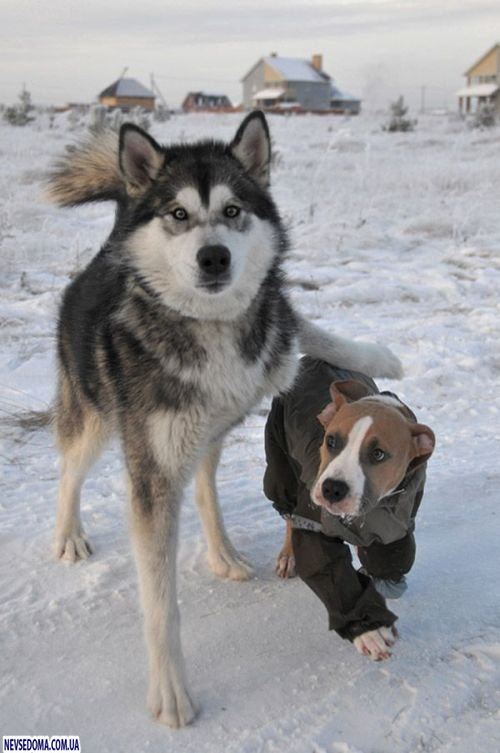 Прикольные картинки (176 фото)