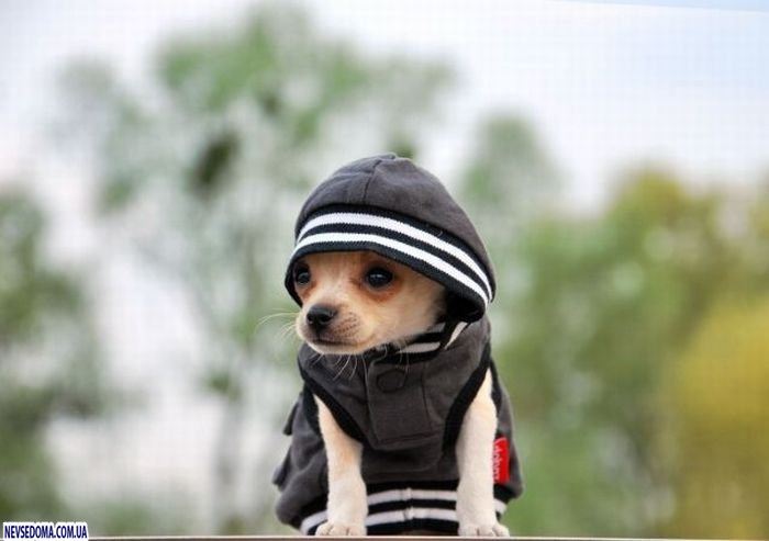 Прикольные картинки (176 фото)