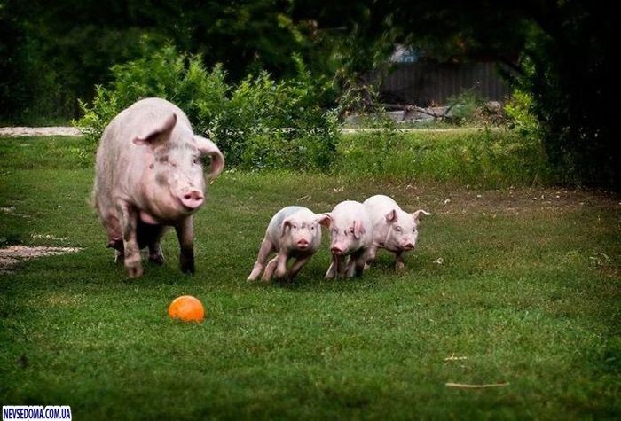 Прикольные картинки (176 фото)