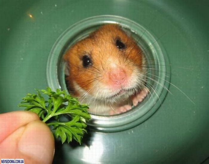 Прикольные картинки (176 фото)