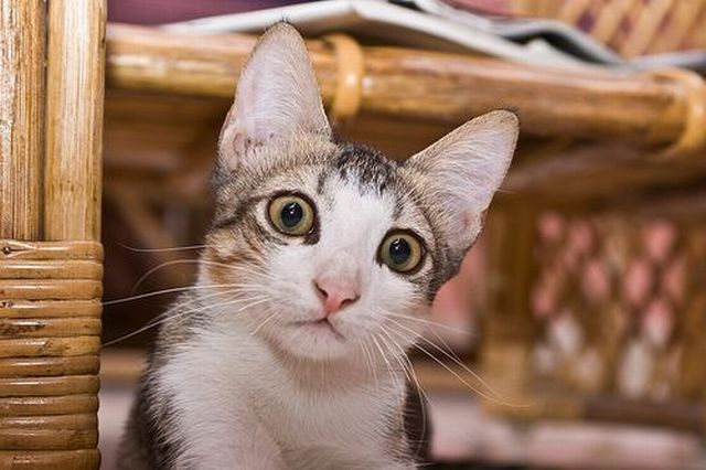 Гипнокоты (24 Фото)