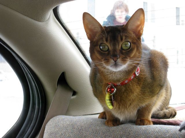 Гипнокоты (24 Фото)