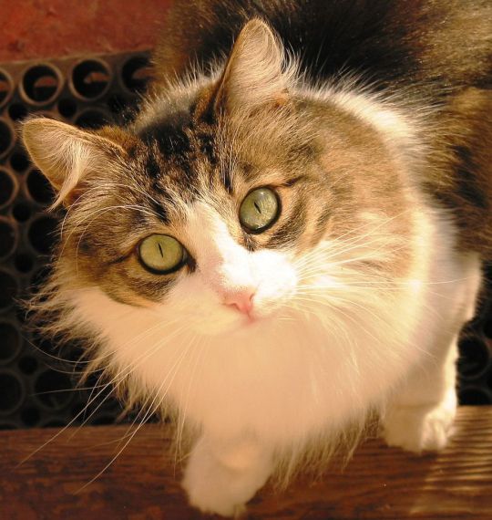 Гипнокоты (24 Фото)