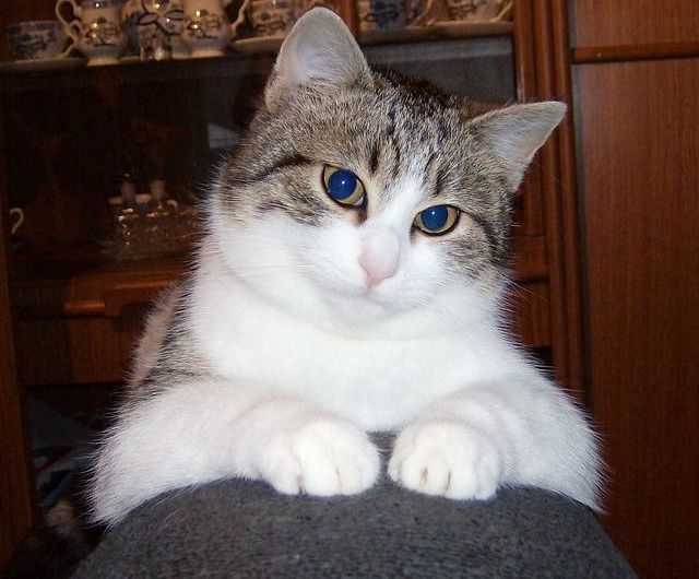 Гипнокоты (24 Фото)