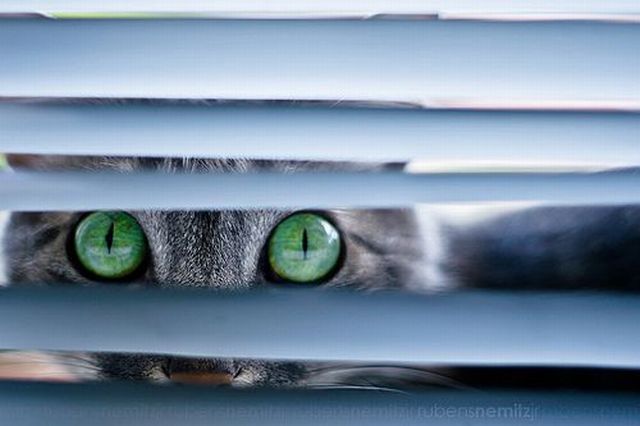 Гипнокоты (24 Фото)