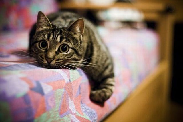 Гипнокоты (24 Фото)