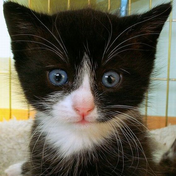 Гипнокоты (24 Фото)