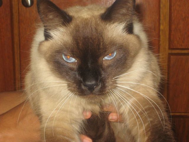 Гипнокоты (24 Фото)