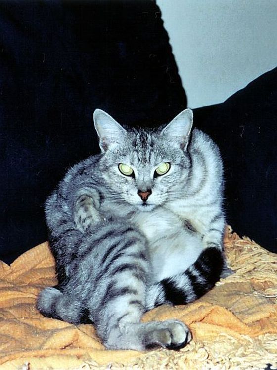 Гипнокоты (24 Фото)