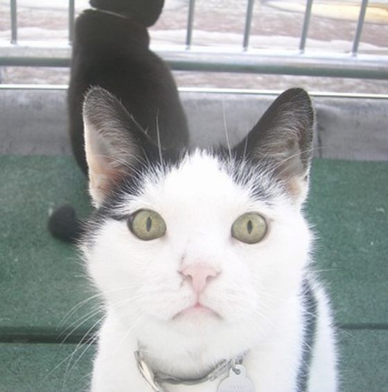 Гипнокоты (24 Фото)