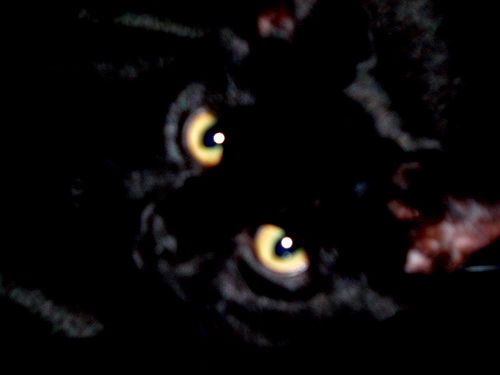 Гипнокоты (24 Фото)