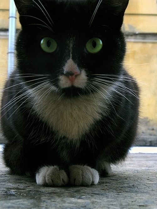 Гипнокоты (24 Фото)