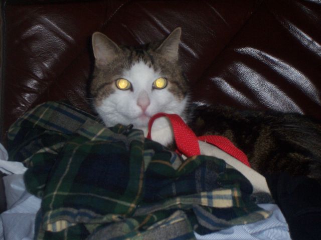 Гипнокоты (24 Фото)