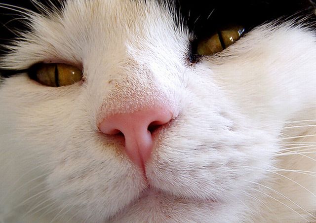 Гипнокоты (24 Фото)