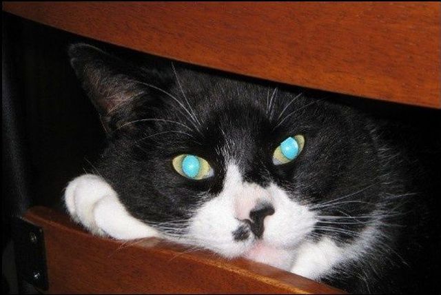 Гипнокоты (24 Фото)