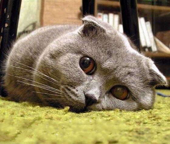 Гипнокоты (24 Фото)