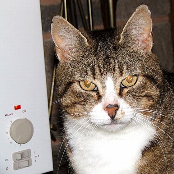 Гипнокоты (24 Фото)