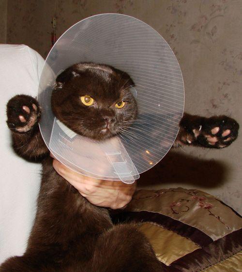 Гипнокоты (24 Фото)