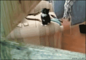 Прикольные гифки (64 фото)