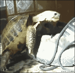 Прикольные гифки (64 фото)