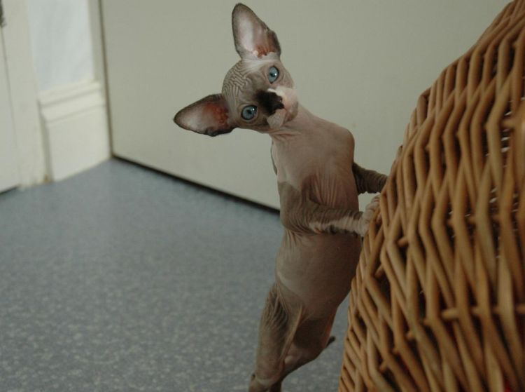 Прикольные картинки (102 фото)