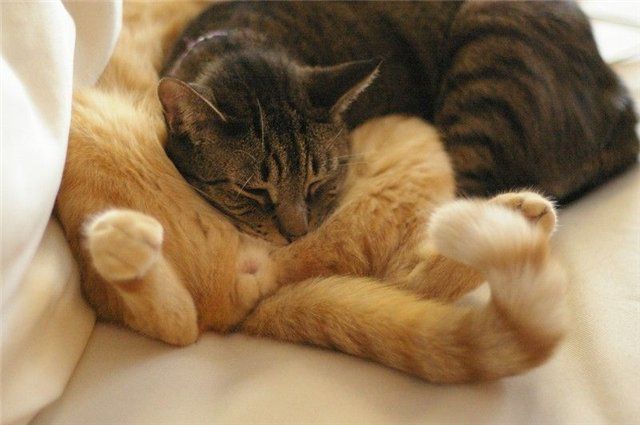 Прикольные картинки (102 фото)