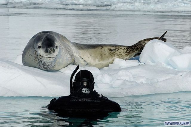 Прикольные картинки (129 фото)