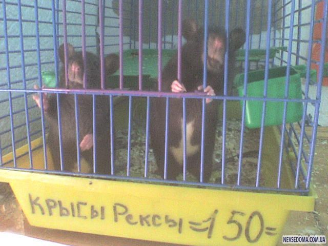 Прикольные картинки (129 фото)