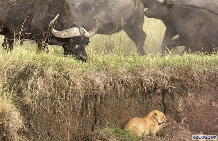 Прикольные картинки (132 фото)