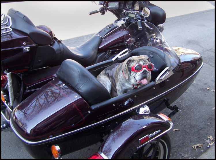 Прикольные картинки (118 фото)