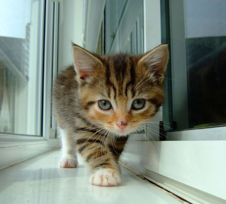 Прикольные картинки