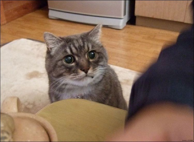 Прикольные картинки