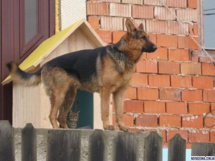 Прикольные картинки