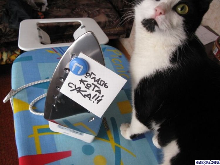 Прикольные картинки