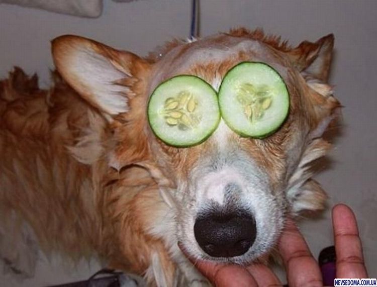 Прикольные картинки