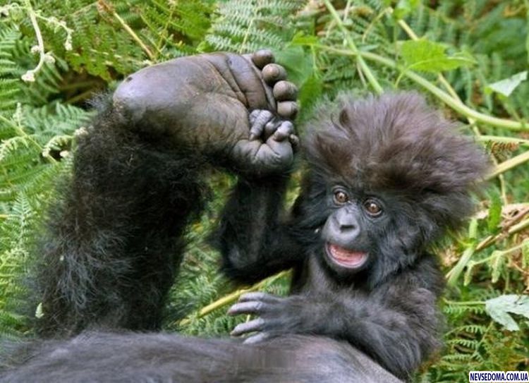 Прикольные картинки