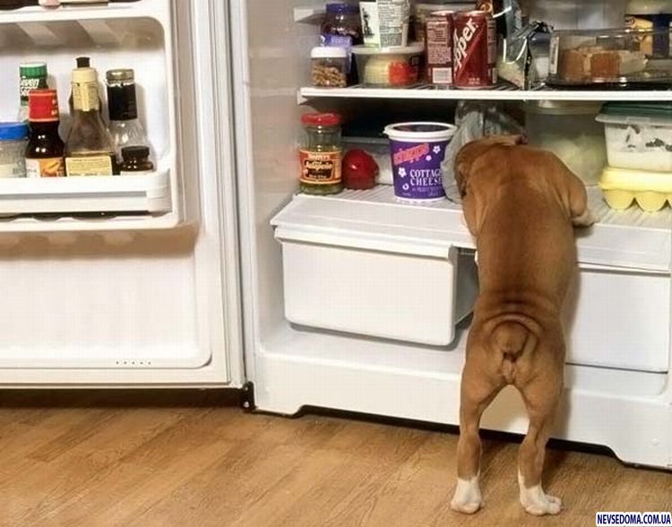 Прикольные картинки