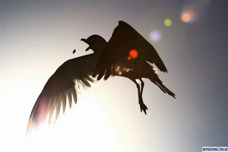 Прикольные картинки