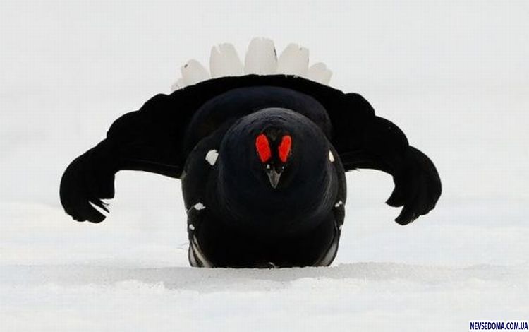 Прикольные картинки