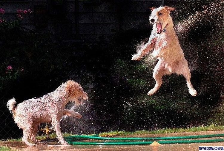 Прикольные картинки