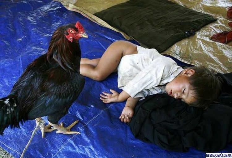 Прикольные картинки