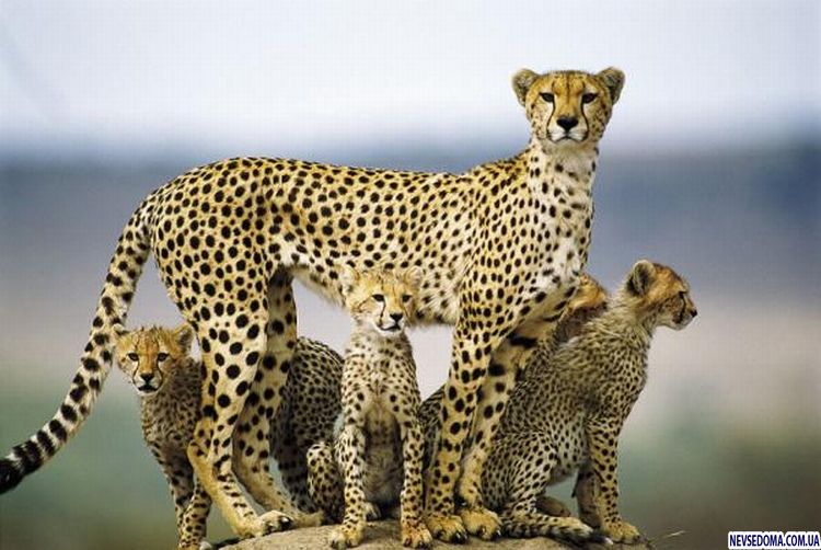 Прикольные картинки