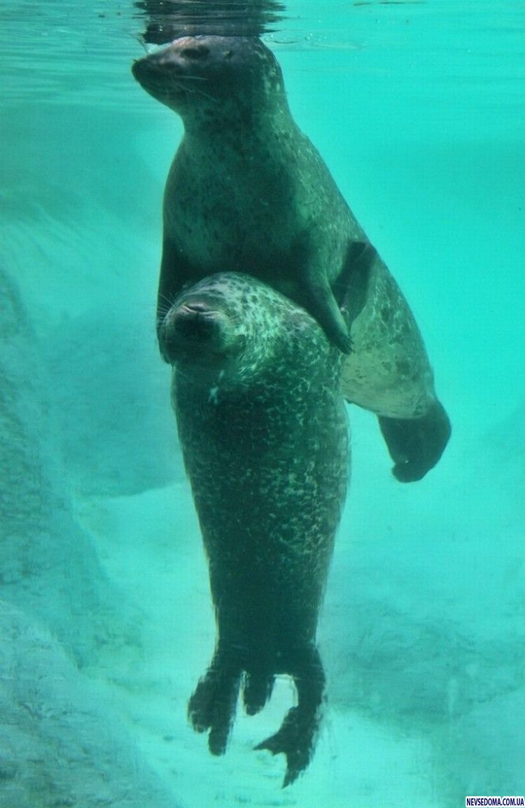 Прикольные картинки