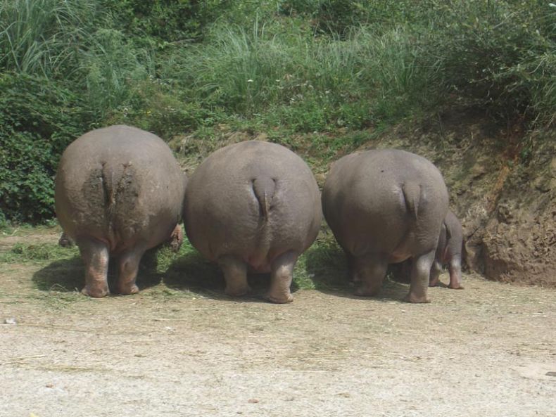 Прикольные картинки (131 фото)